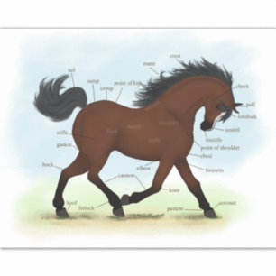 Bay Horse With Blaze Equine Anatomy Chart Diagram