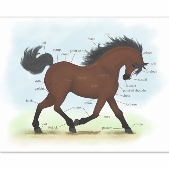 Bay Horse With Blaze Equine Anatomy Chart Diagram (Front)