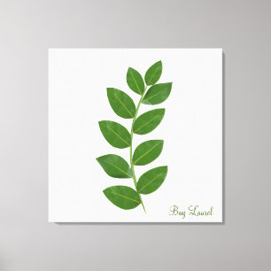 Bay Laurel Plant Leaves Canvas Print