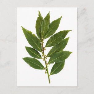 Bay leaf postcard