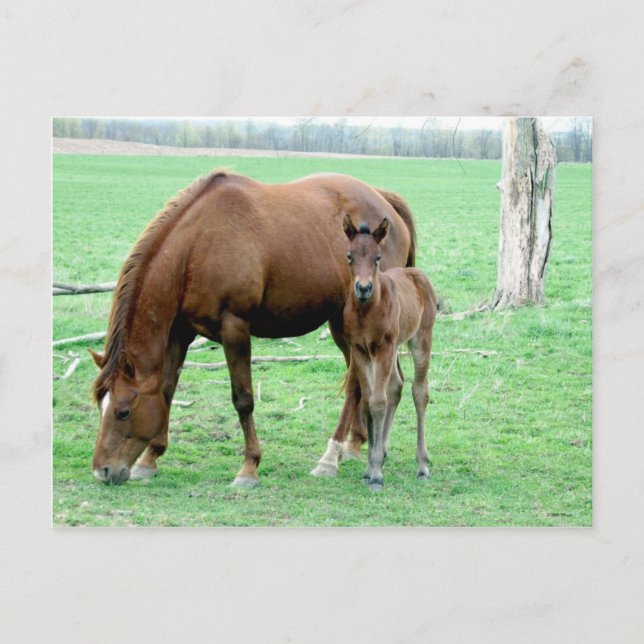 Bay Mare and Her Colt Postcard (Front)