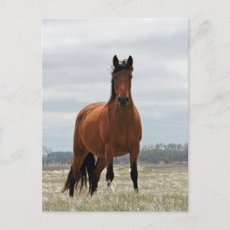 Bay Mare Postcard
