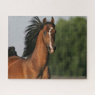 Bay Morgan Horse Headshot Flowing Mane Jigsaw Puzzle