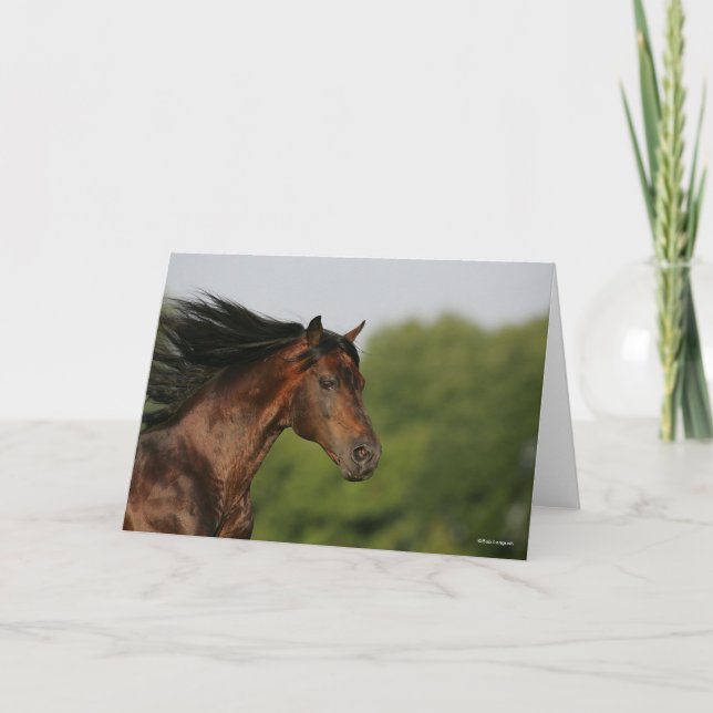 Bay Morgan Horse Headshot Mane Flowing Card (Front)