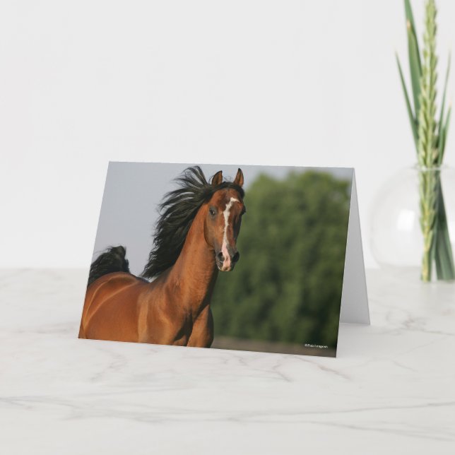 Bay Morgan Horse Headshot Mane Flowing Card (Front)