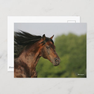 Bay Morgan Horse Headshot Mane Flowing Postcard