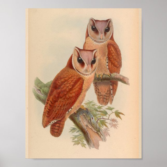 Bay Owl Brown Vintage Bird Art Print (Front)