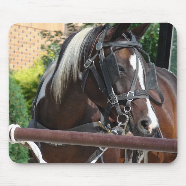 Bay Pinto Amish Buggy Horse Mouse Pad (Front)