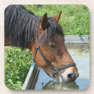 Bay Pony Drinking from Water Trough Coaster