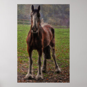 Bay Shire Draught Horse England, UK Poster