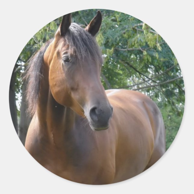 Bay Thoroughbred Horse Sticker (Front)