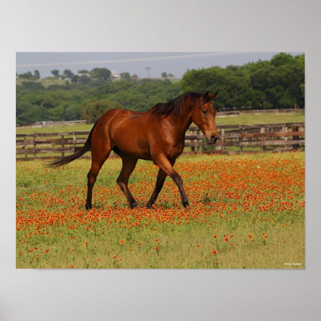 Bay Thoroughbred Horse Walking Flowers Poster (Front)