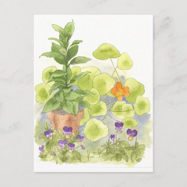 Bay Tree Nasturium Herb Garden Watercolor Postcard (Front)