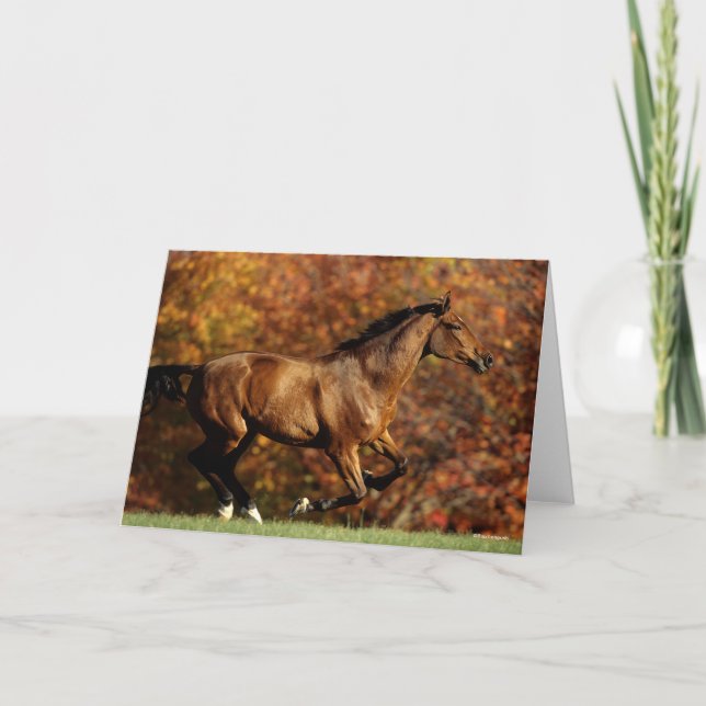 Bay Warmblood Running Autumn Background Card (Front)