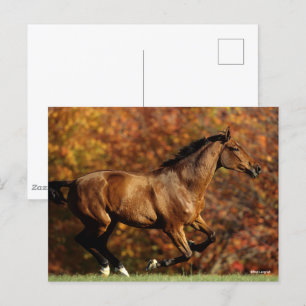 Bay Warmblood Running Autumn Background Postcard