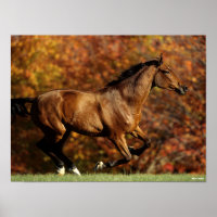 Bay Warmblood Running Autumn Background