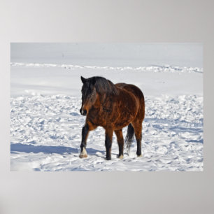 Bay Winter Horse "Year of the Horse" Equine photo2 Poster
