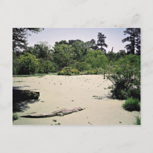 Bayou (swamp), Louisiana, USA Postcard