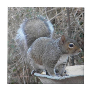 BB- Funny Squirrel Photography Tile