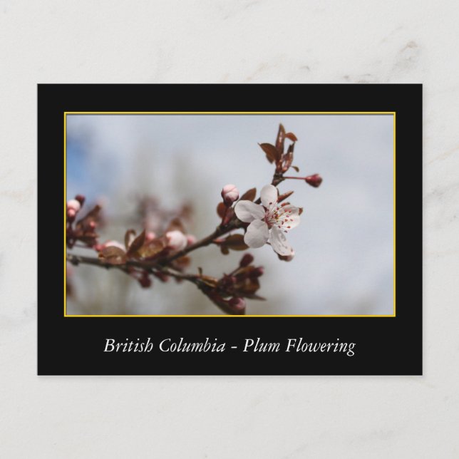 BC, spring plum flowering Postcard (Front)
