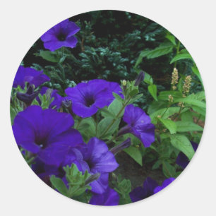 BC summer gardens 3 Classic Round Sticker