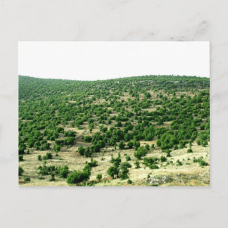 Bcharre, Lebanon Postcard