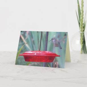BD-Humming bird 'get well' card