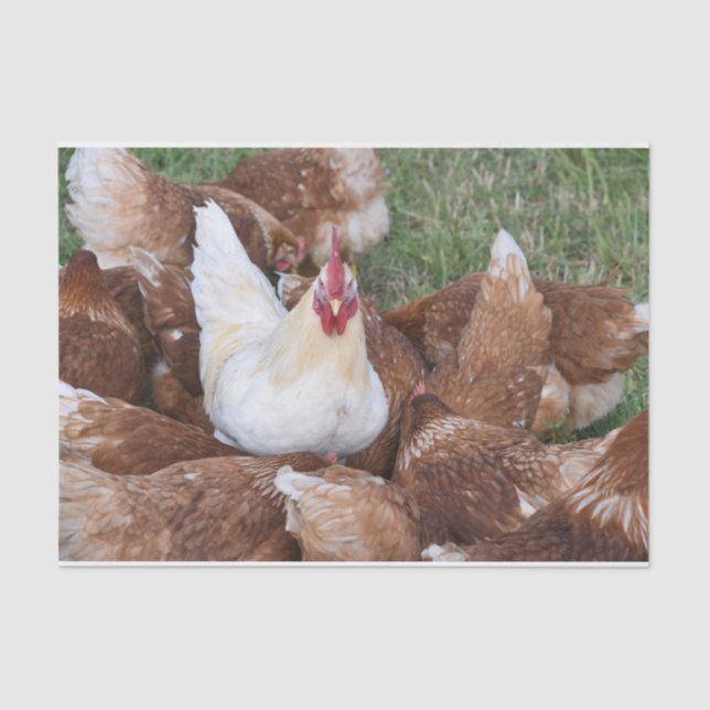Be a Standout!  Chickens Tissue Paper (Front)