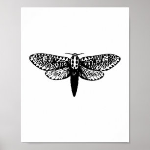 Be Kind with Dragonfly (script) Poster