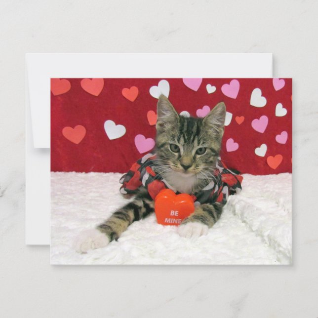 Be My Valentine - Bandit Cat / Kitten - Flat Card (Front)