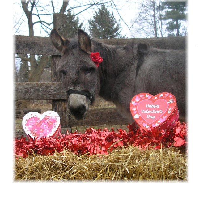 "Be My Valentine!" Holiday Card (Creator Uploaded)