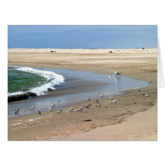 Beach Birds