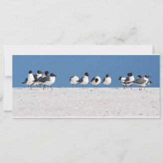 Beach Birds