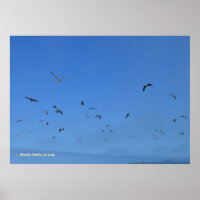 Beach Birds
