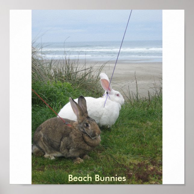 Beach Bunnies Poster (Front)