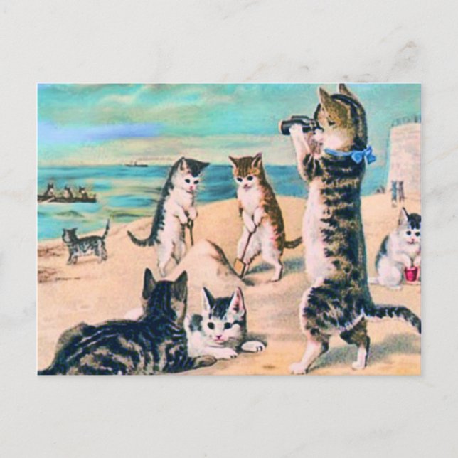 Beach Cats Postcard (Front)