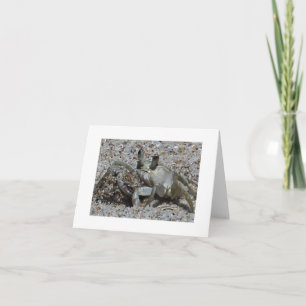 Beach Crab Photo Blank Note Card