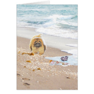 Beach Day