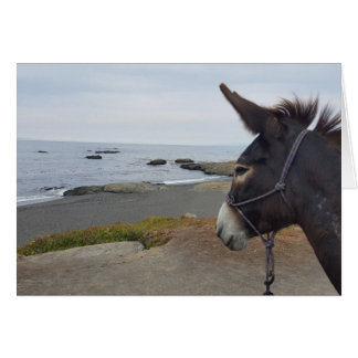 Beach Donkey Contemplates Pacific Ocean