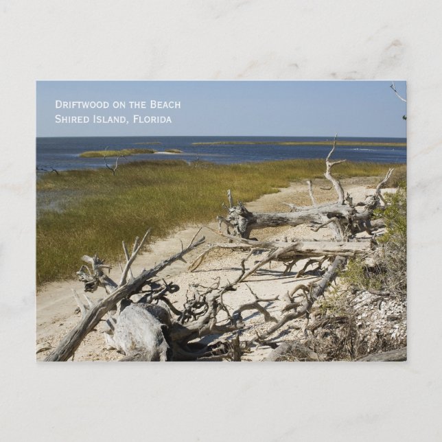 Beach Driftwood Postcard (Front)