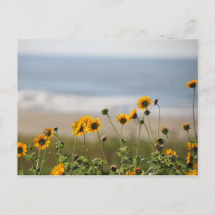 Beach Flowers on Galveston Island Postcard
