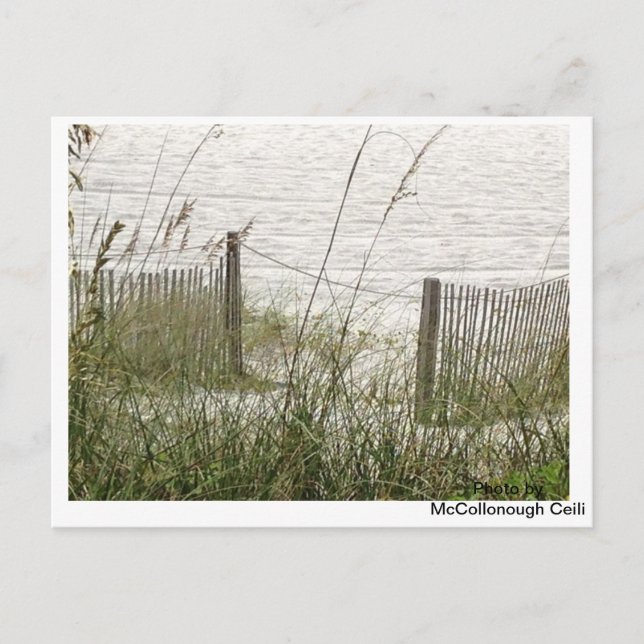 Beach Grass and Fence Postcard (Front)