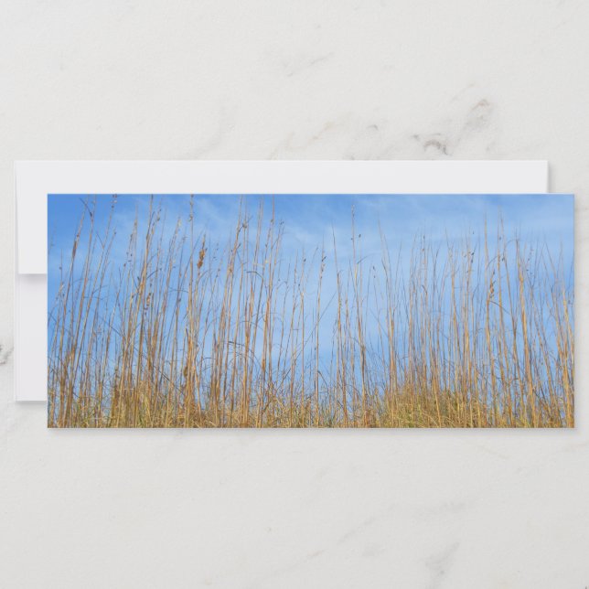 Beach Grass by Shirley Taylor (Front)