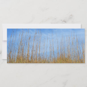 Beach Grass by Shirley Taylor