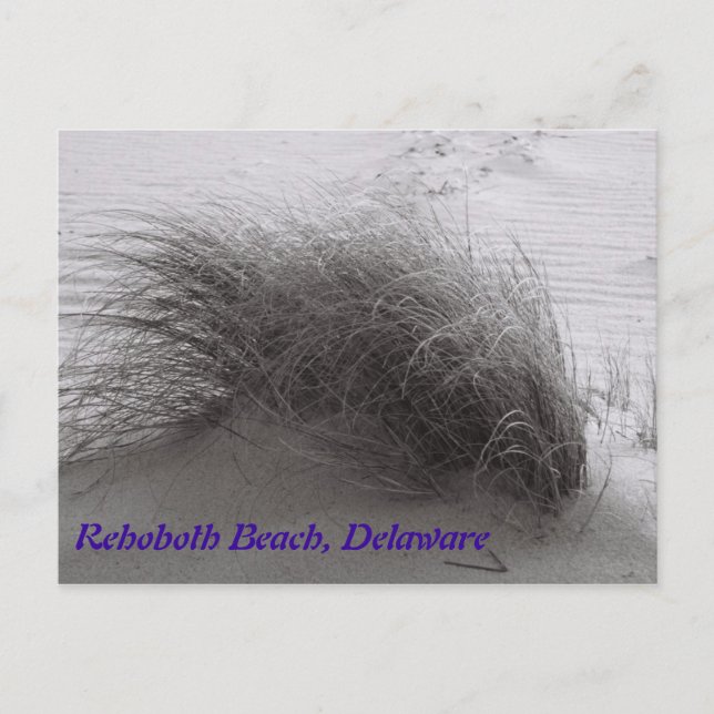 Beach Grass Rehoboth Postcard (Front)