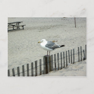 Beach Gull Postcard