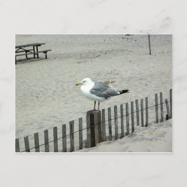 Beach Gull Postcard (Front)