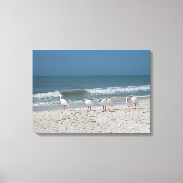 Beach Ibis Canvas Print (Front)