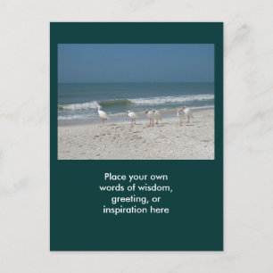 Beach Ibis Postcard