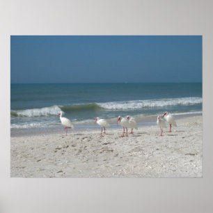 Beach Ibis Poster